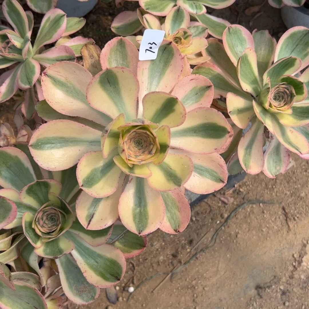 703燕子多肉植物系