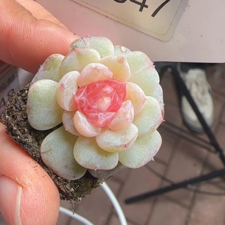 547号优选糖心