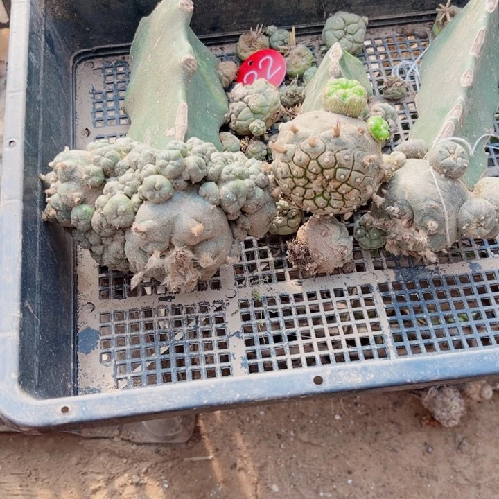 仙人球嫁接开花一筐22