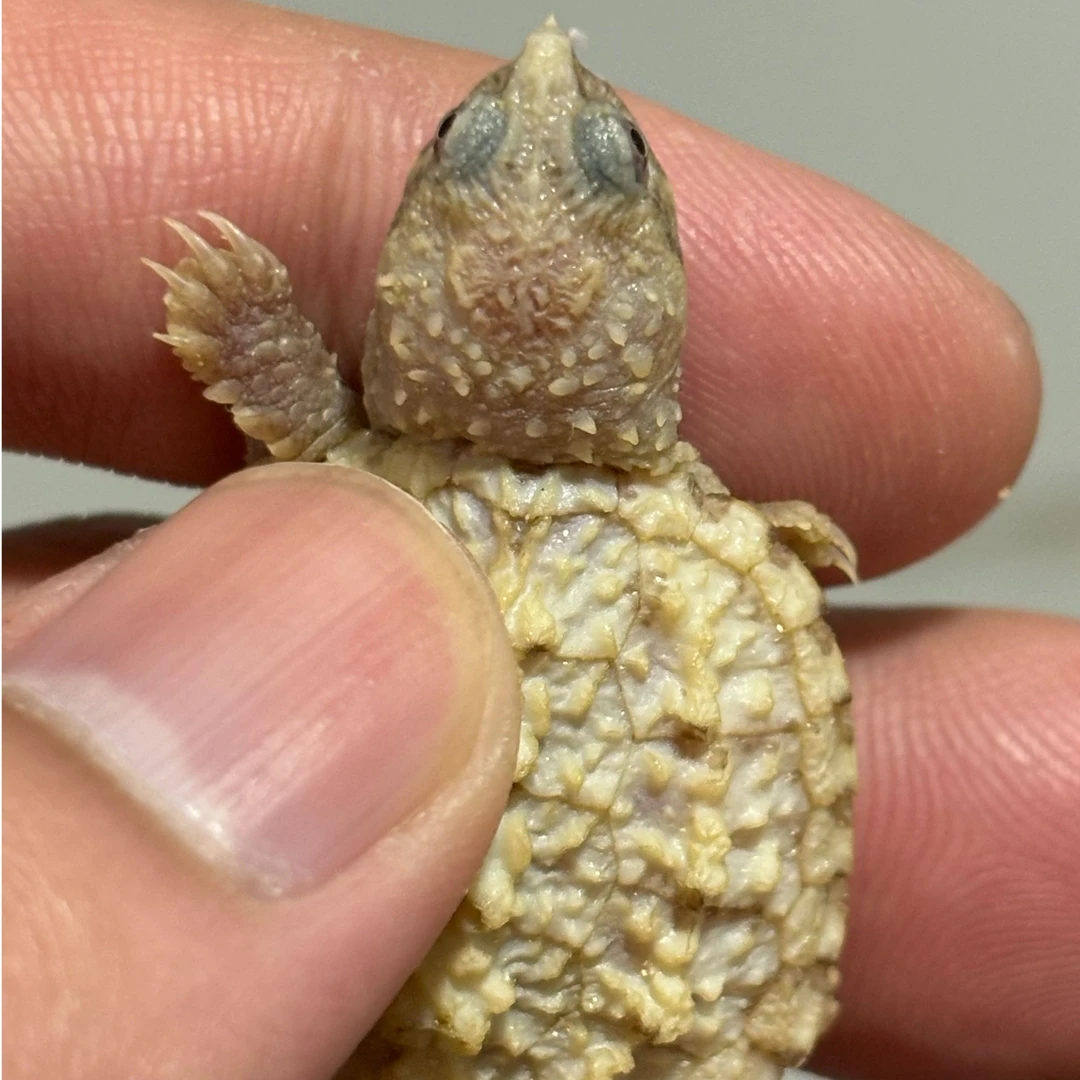 【直播精选】黄化佛鳄大头宽脸黄化佛鳄观赏乌龟人工繁殖活体宠物龟