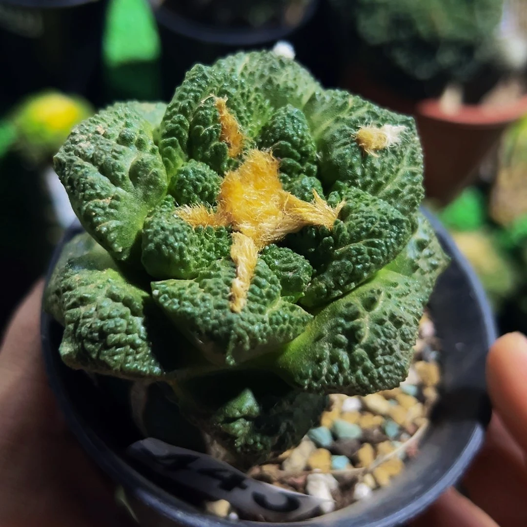 无花朵福利大尤龟甲牡丹443