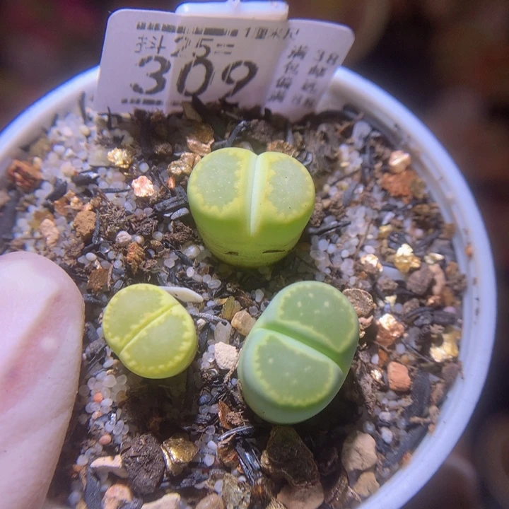 精品生石花25.309