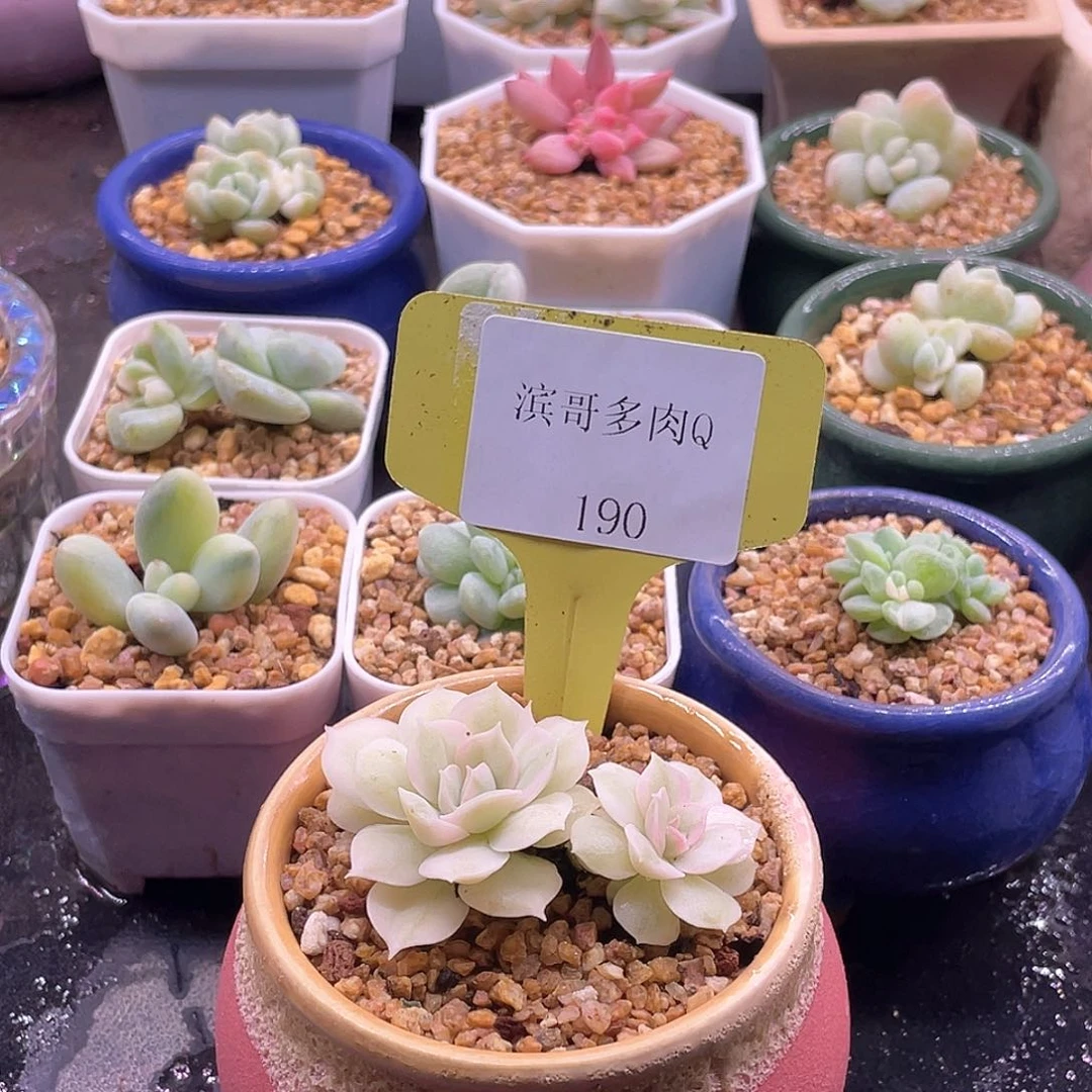 滨哥多肉Q190昂斯诺锦双头福利