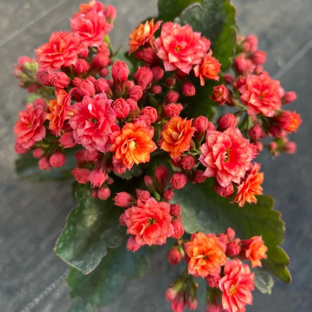 【烟.花】 矮胖颗  拍够两单发货