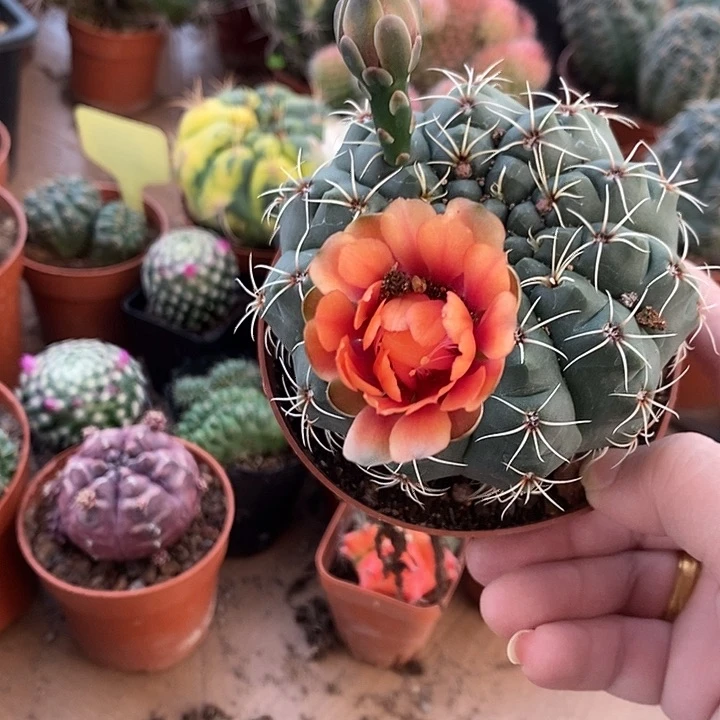 明月橙色原盆土花拿掉