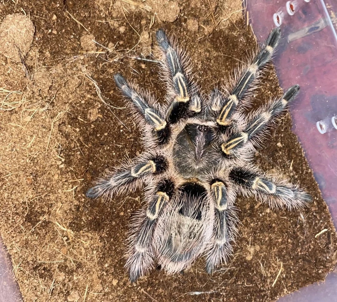 巴西巨人金直间温顺好养新手入门品种