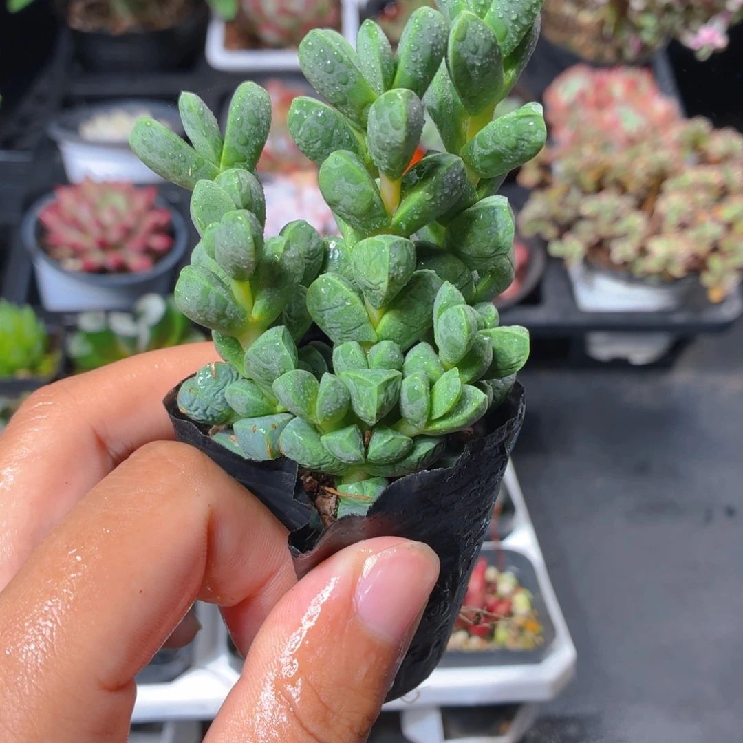 鹿角海棠多肉9.9包邮发货