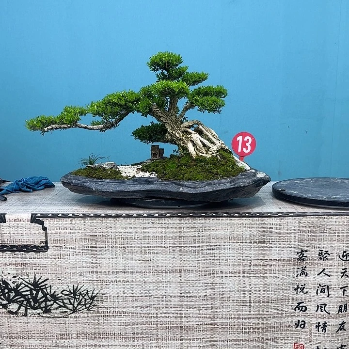 无花朵精品黄杨老桩