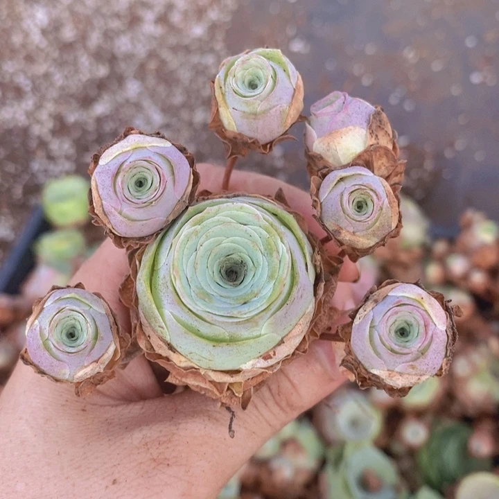 山地玫瑰水蜜桃满15包邮