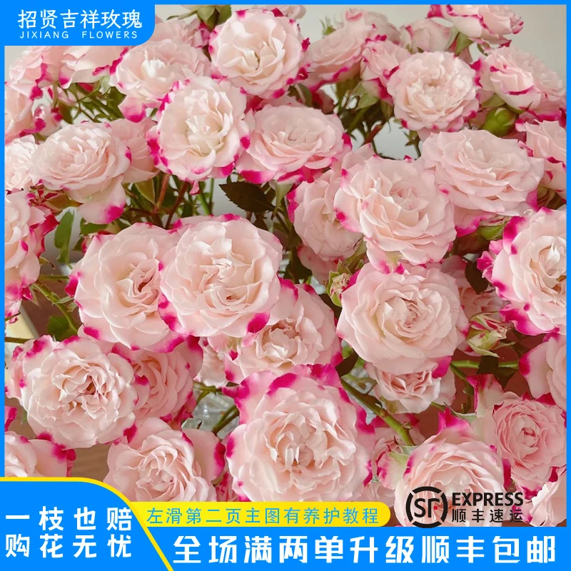 【折射A/B】粉白糖果 山东玫瑰基地直发 现采现摘 顺丰包邮