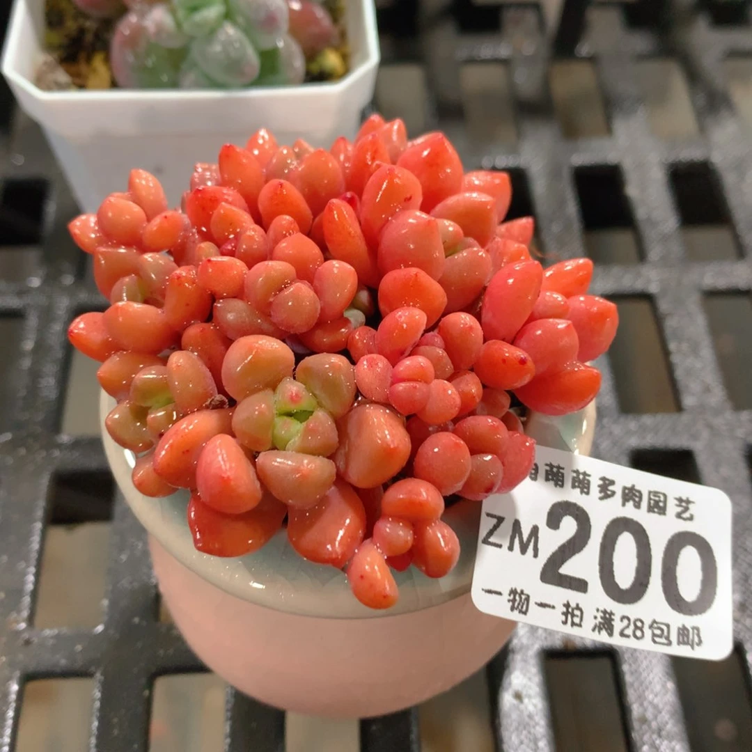 肉萌萌拇指盆精控多肉ZM200