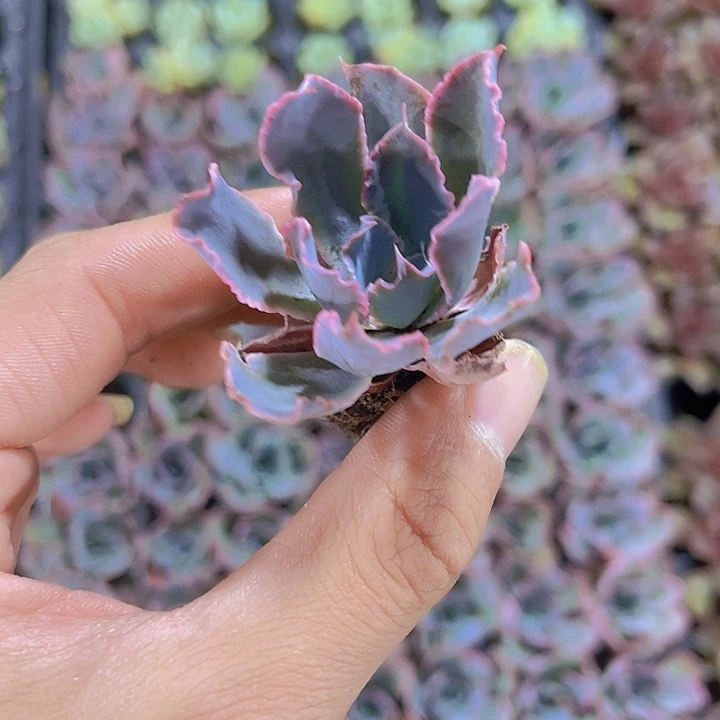 精品晚霞之舞多肉植物