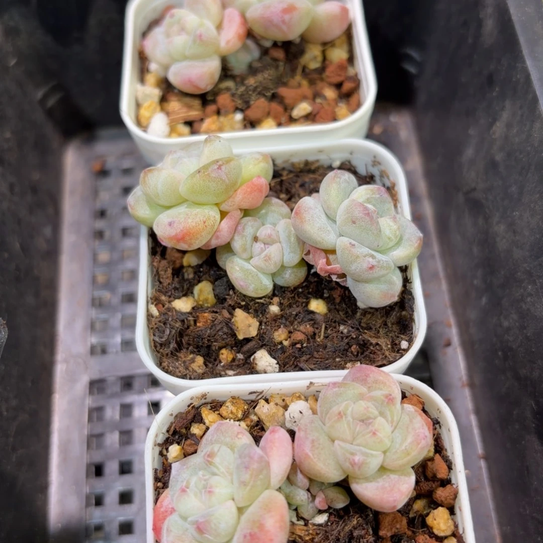 始***终146 号到手1框江北多肉