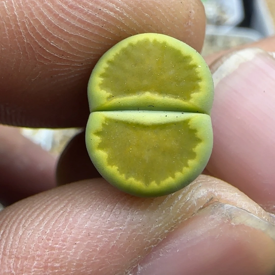 429 生石花大棚直播