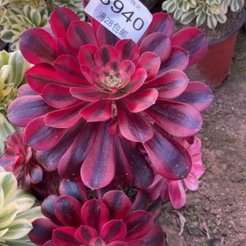 美杜莎多肉多肉8940