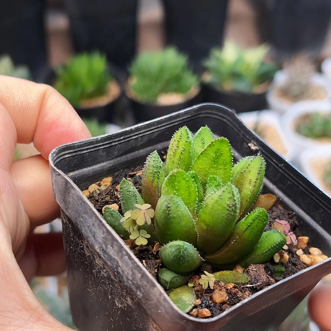 齿鲸硬叶十二卷