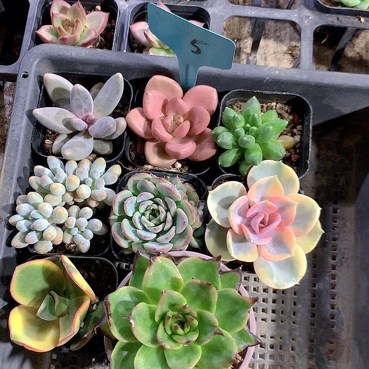 5号多肉植物园艺场