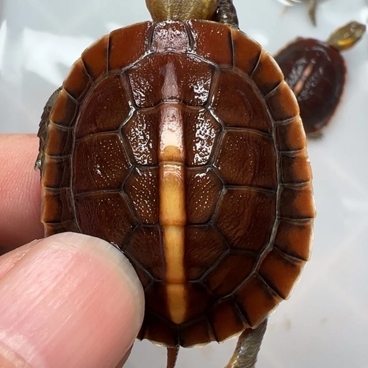母绿毛龟人工孵化安缘闭壳龟苗