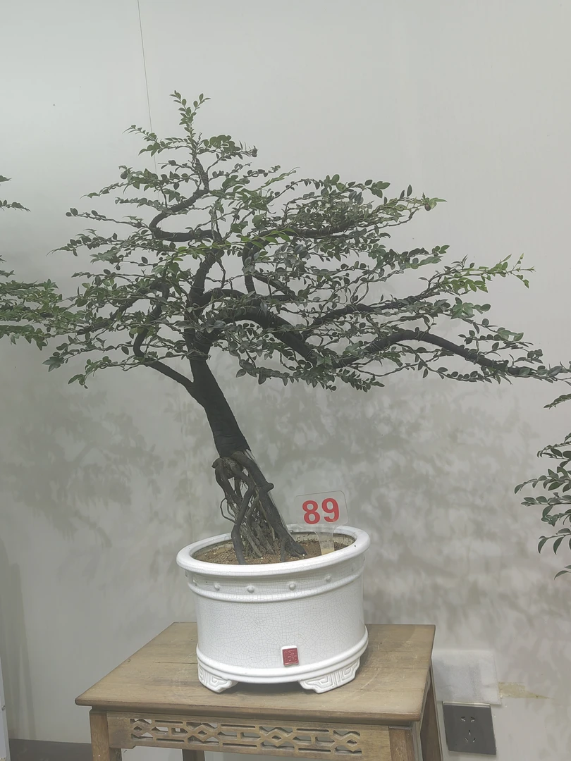 高提根精品艺术造型小叶紫檀小老桩（一物一拍）