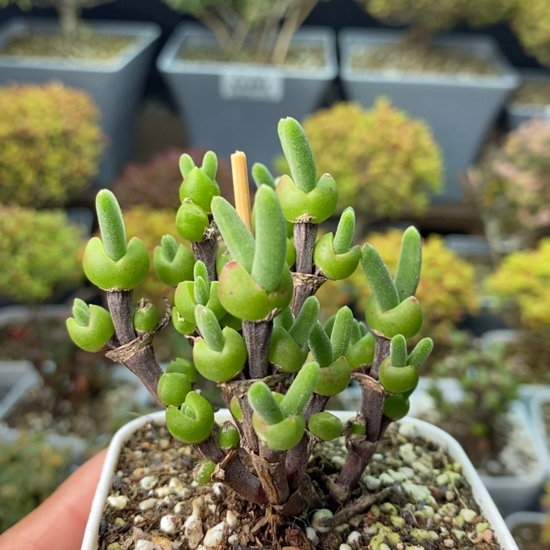 0510枝干兔子 。
