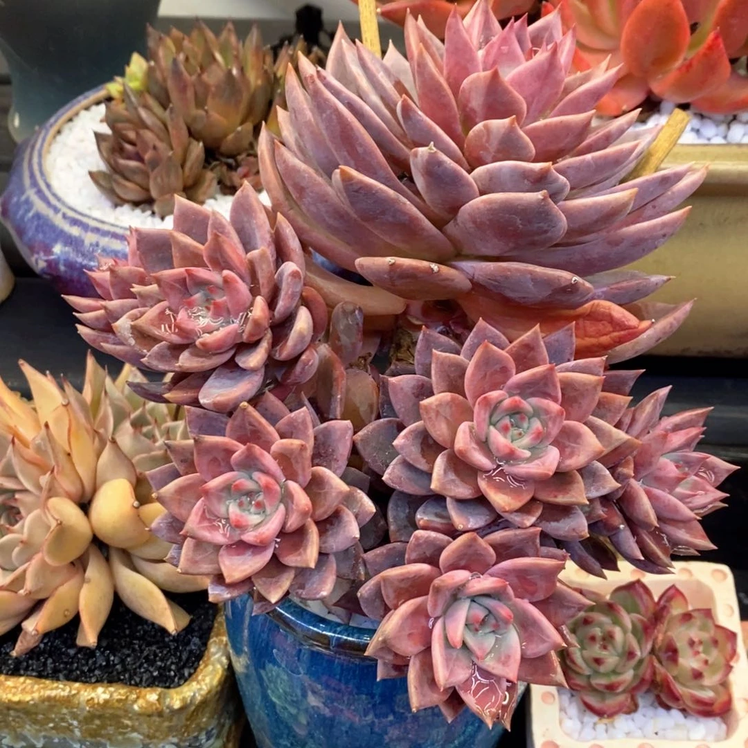 红唐卡多肉植物盆栽