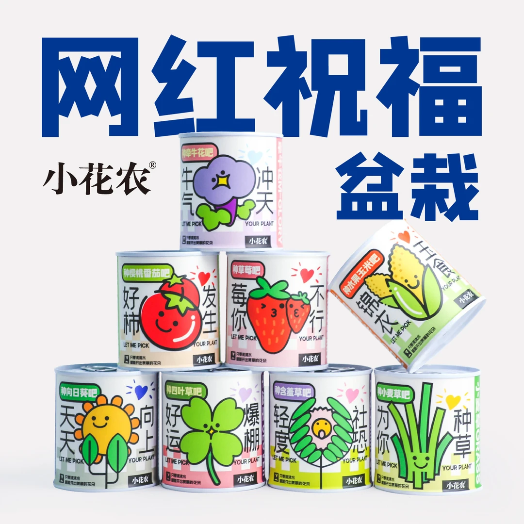 幼儿园小学种植盆栽网红款祝福盆栽绿植小花农种植摆件