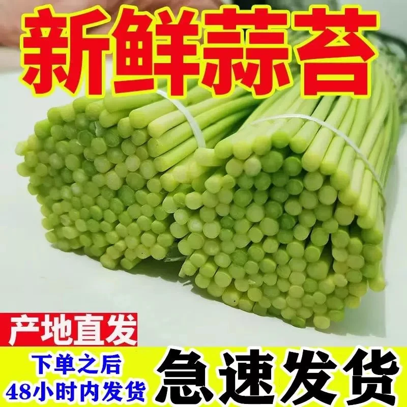 新蒜苔新鲜蒜苔嫩蒜苔新鲜批发蒜薹蒜毫当季蔬菜