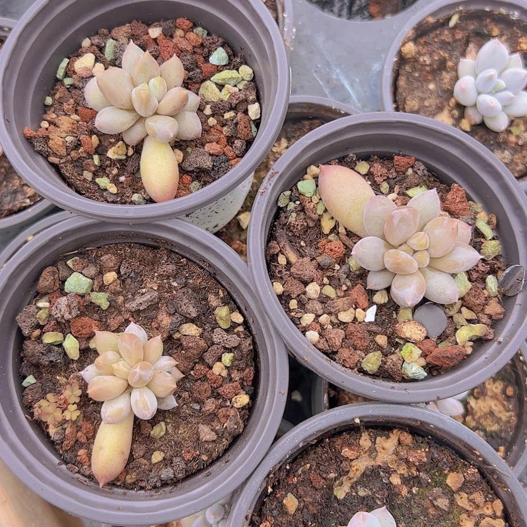彩体哥特111111111