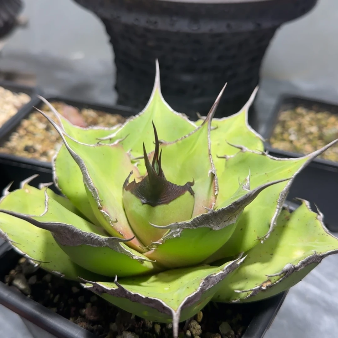 黑豹仁王冠龙舌兰
