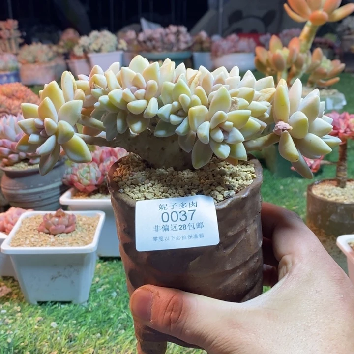 0037啊啊啊啊啊啊啊啊啊啊啊