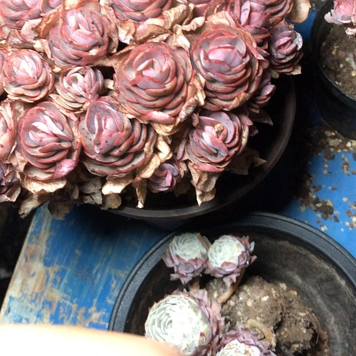 莲****)62/////////////