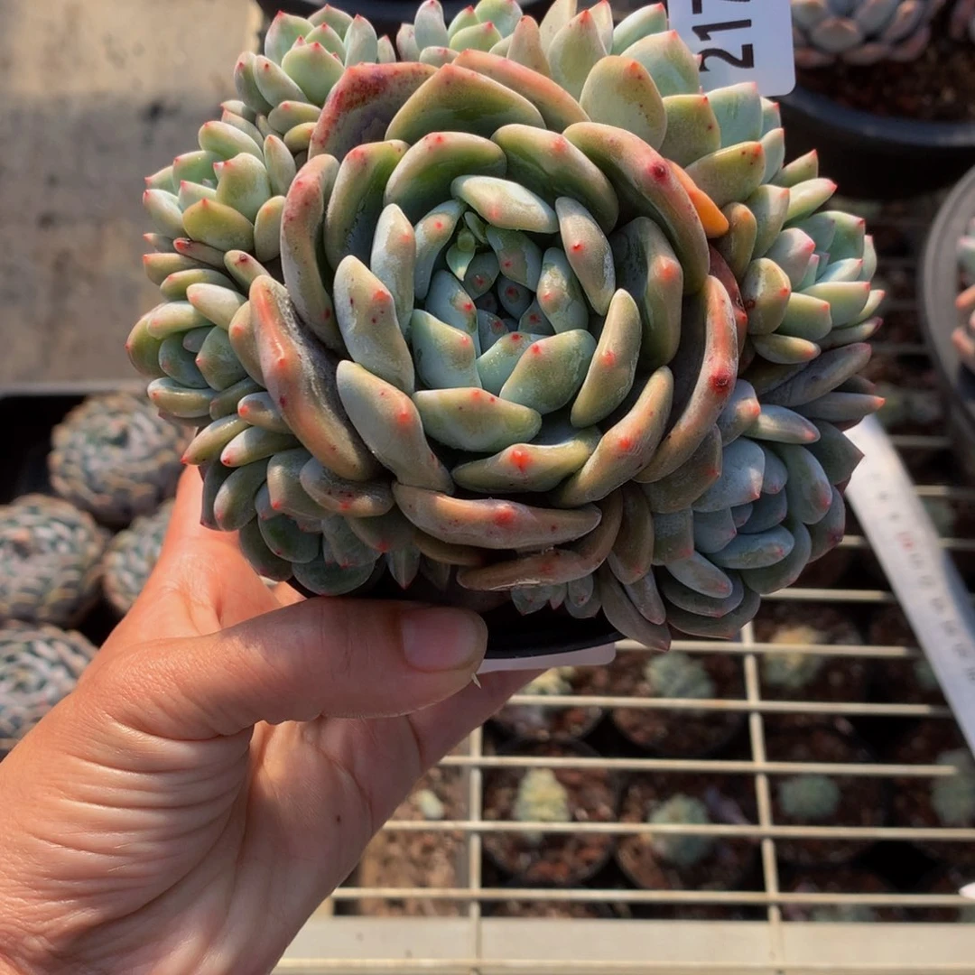 21758多头嗯嗯嗯哦