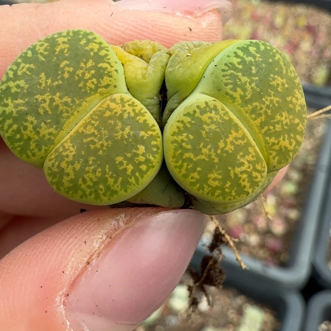 408双头000000000000