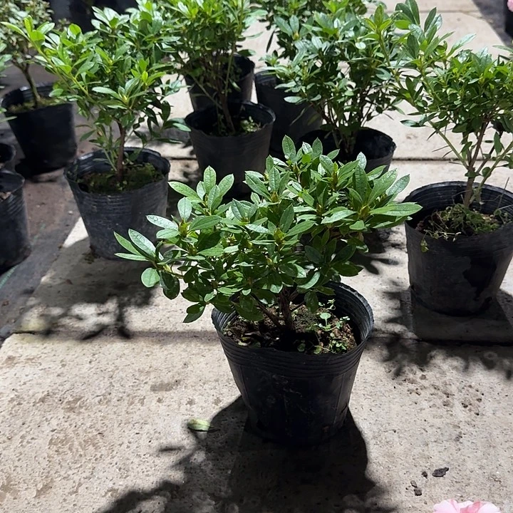 当前无花栽培后可以开花黑色软杯桃梅锦杜鹃小颗