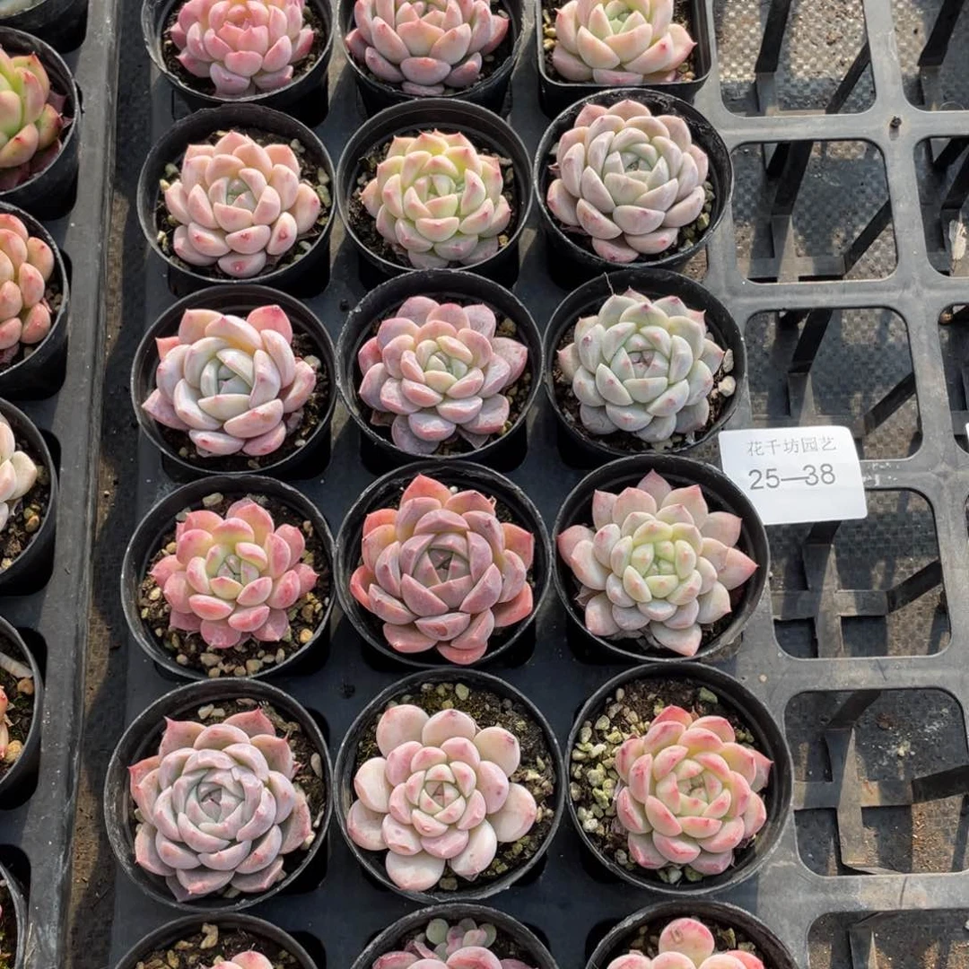 一物一拍18颗25-38