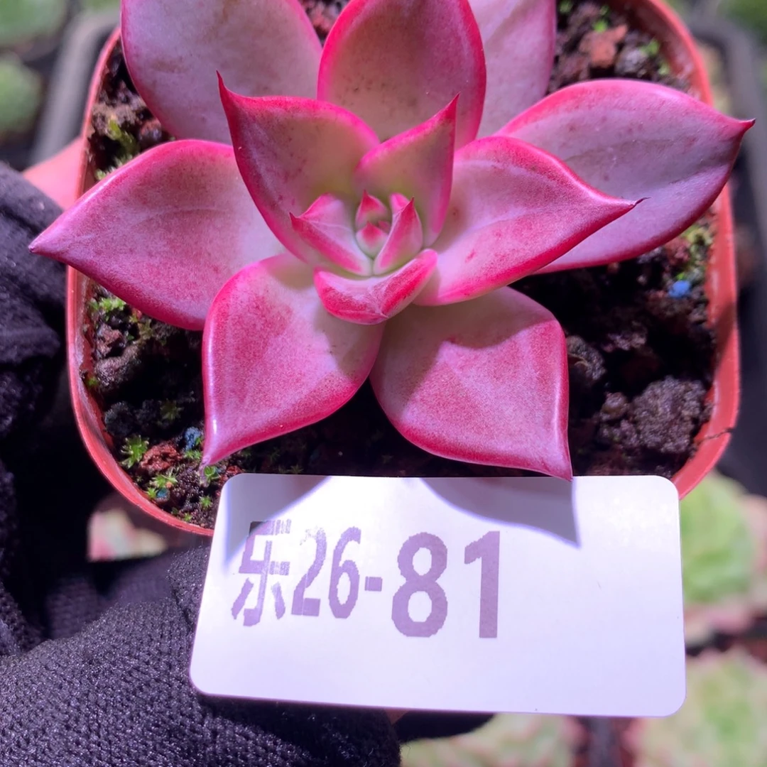 乐然26-81 多洛斯