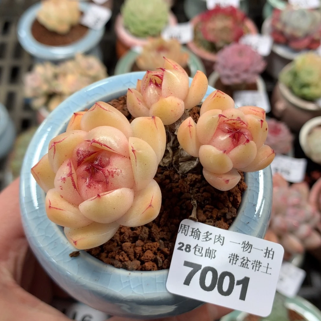 5厘米盆精控多肉7001