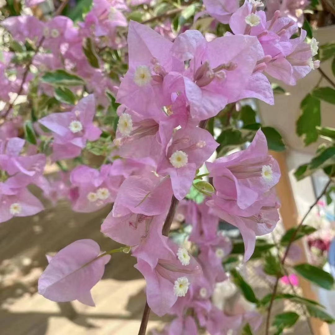 【苹果花】三角梅花卉勤花四季开花基地直发