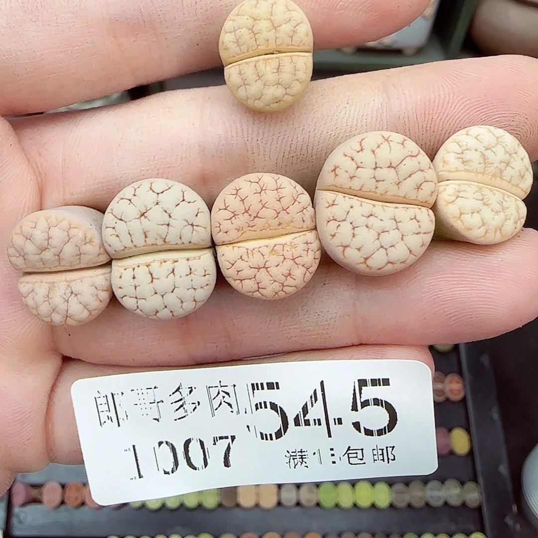 紫***幽满满18包邮1007-545