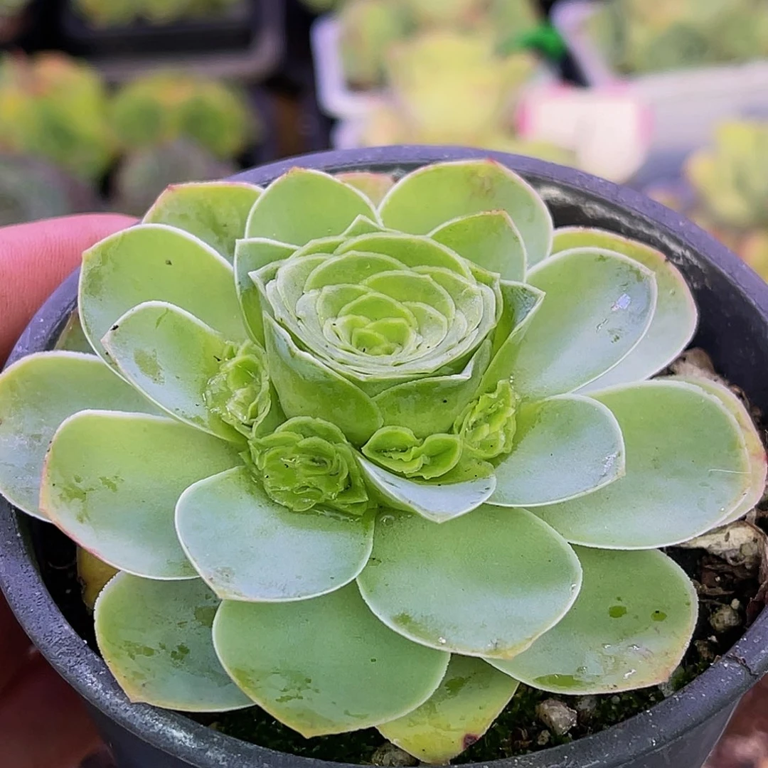 茶花女 非偏远包邮 多肉