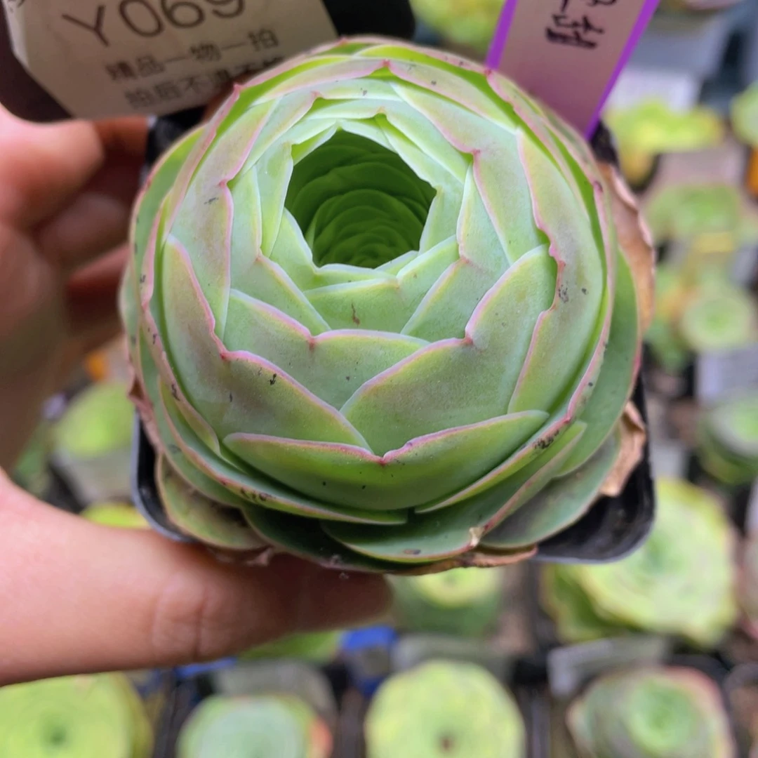 z****6轻甜多肉069一物一拍