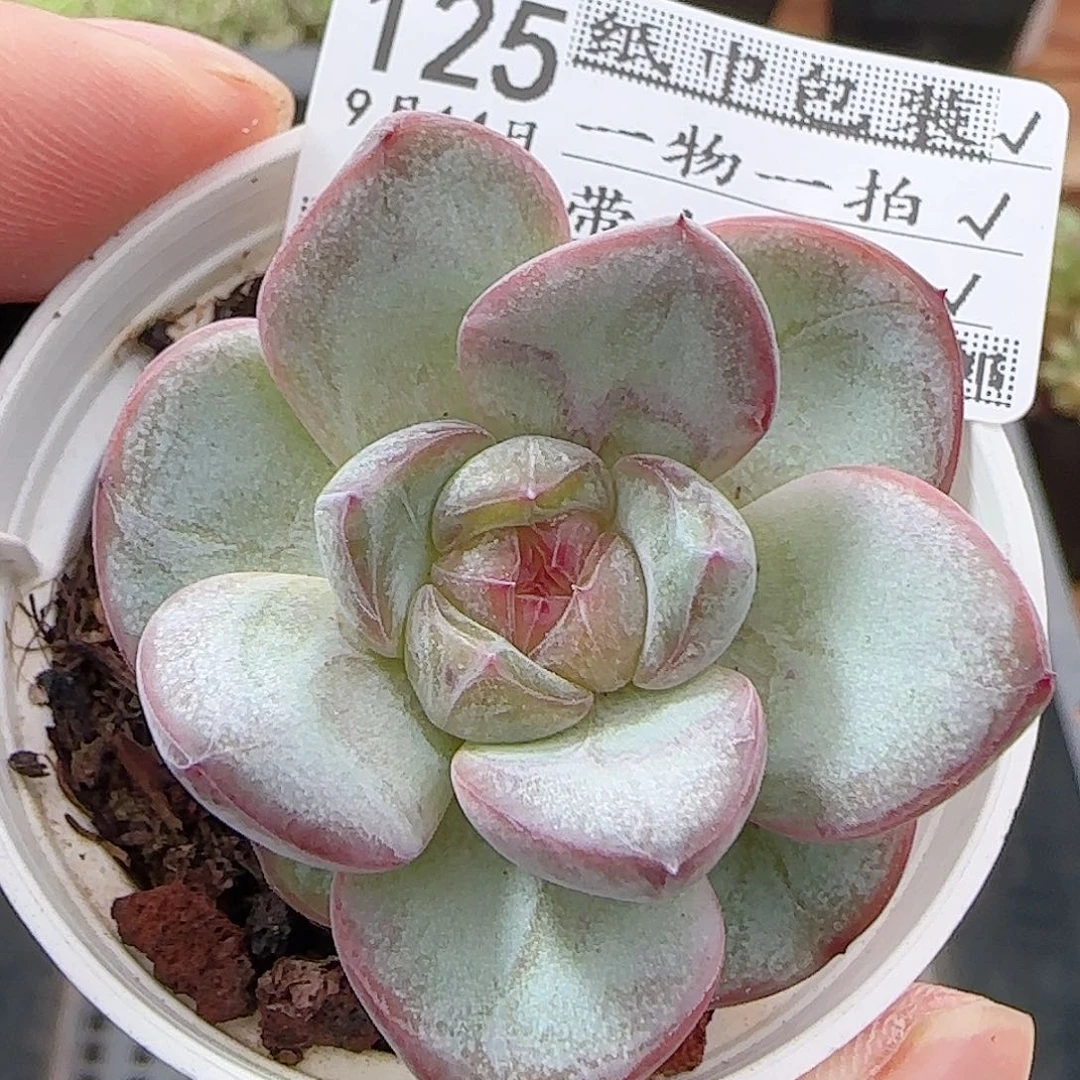 多肉0914--125星星珍妮