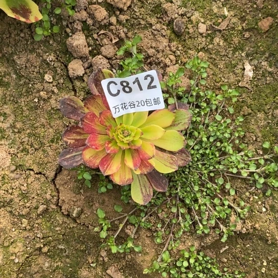 812莫兰迪变异多肉植物