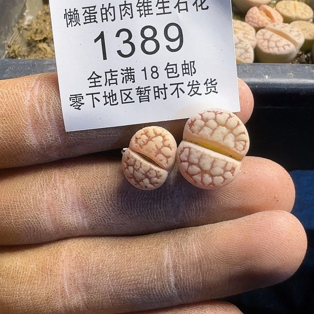 f***卷1389 哈哈哈哈哈哈哈哈哈哈哈