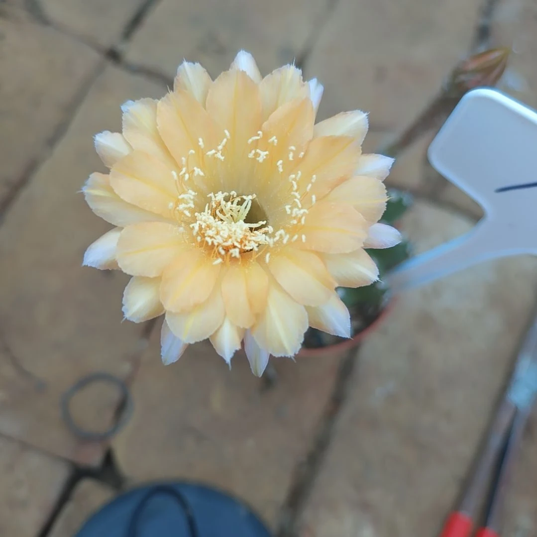 汤***华156号实生彩草，球小瑕疵一物一拍，脱土摘花发货，满20包邮