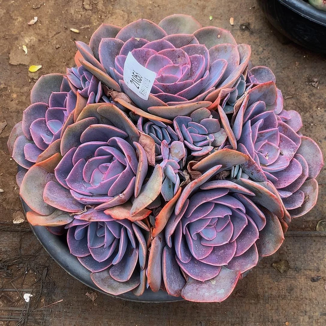 阳***光尘埃玫瑰21056多肉多肉