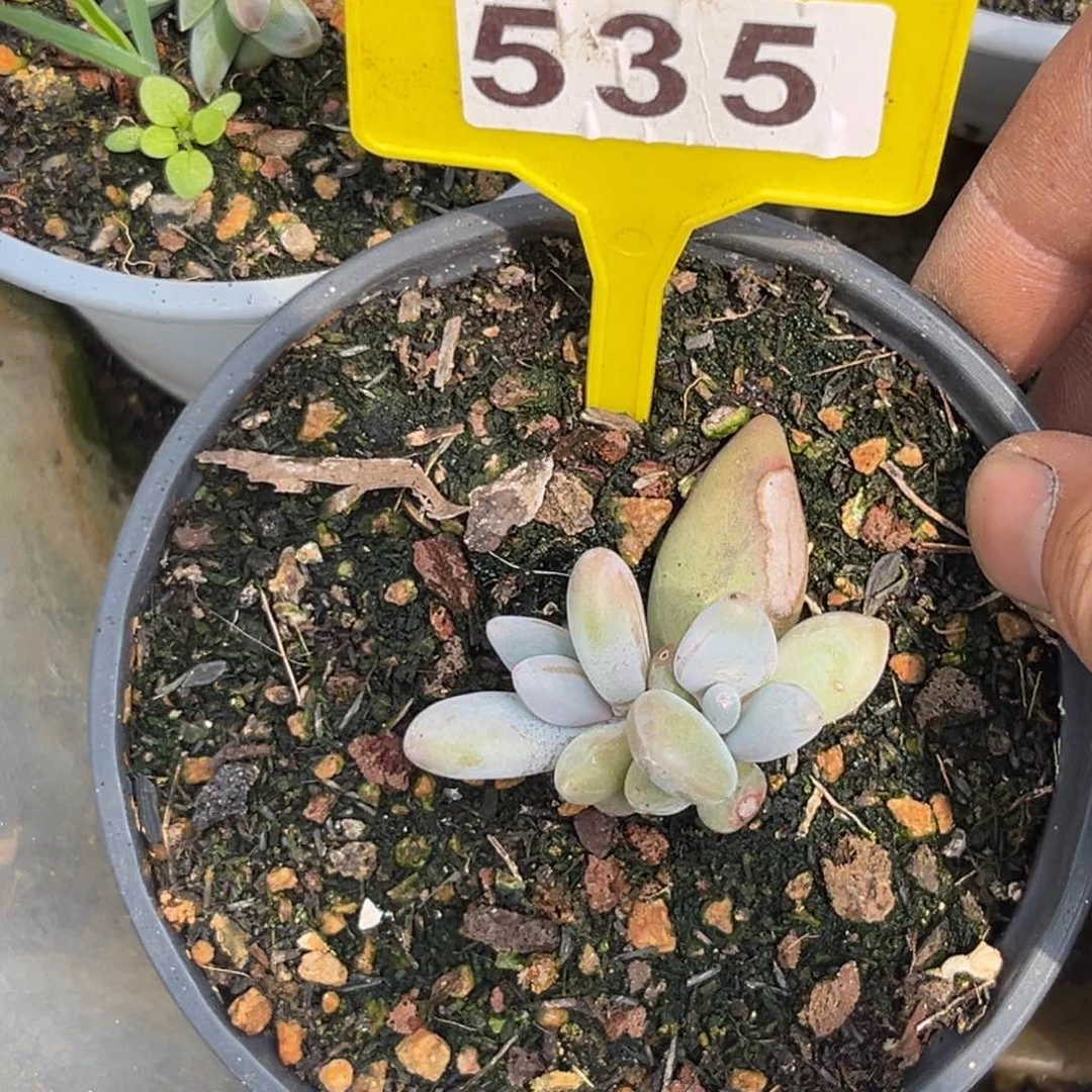 多肉植物企鹅535