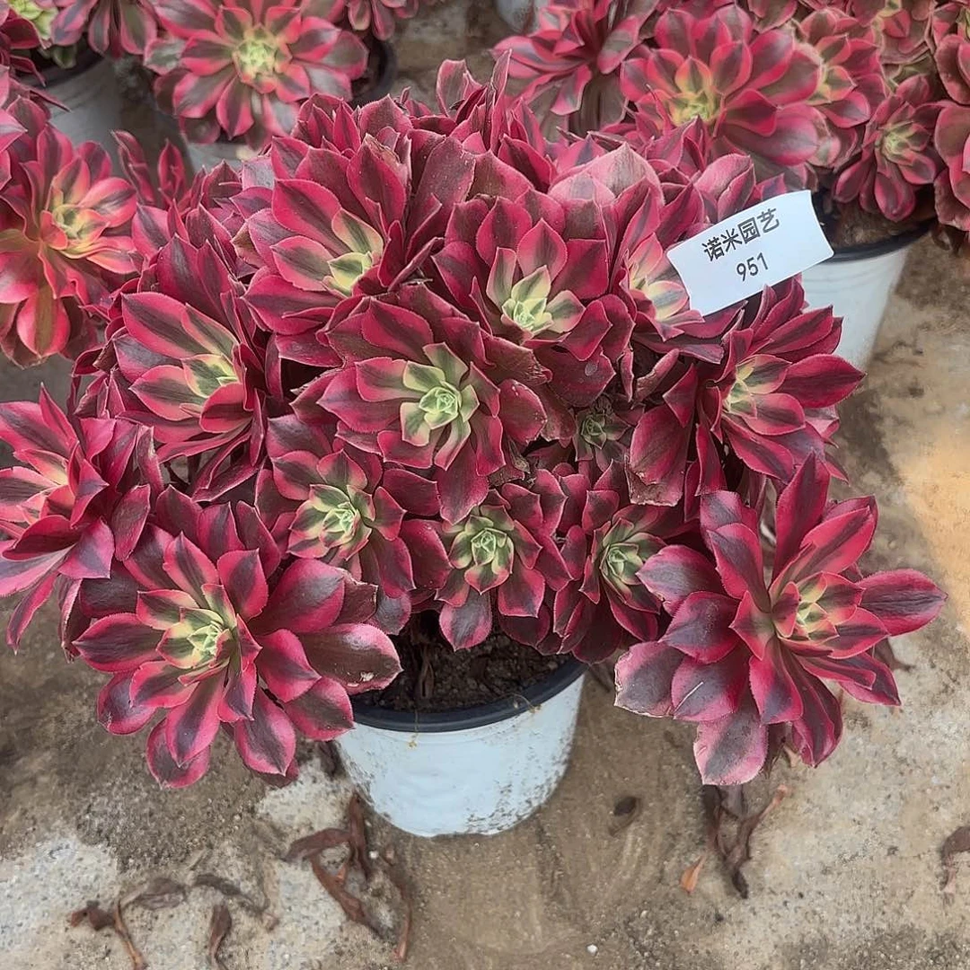 女妖多肉植物多头951