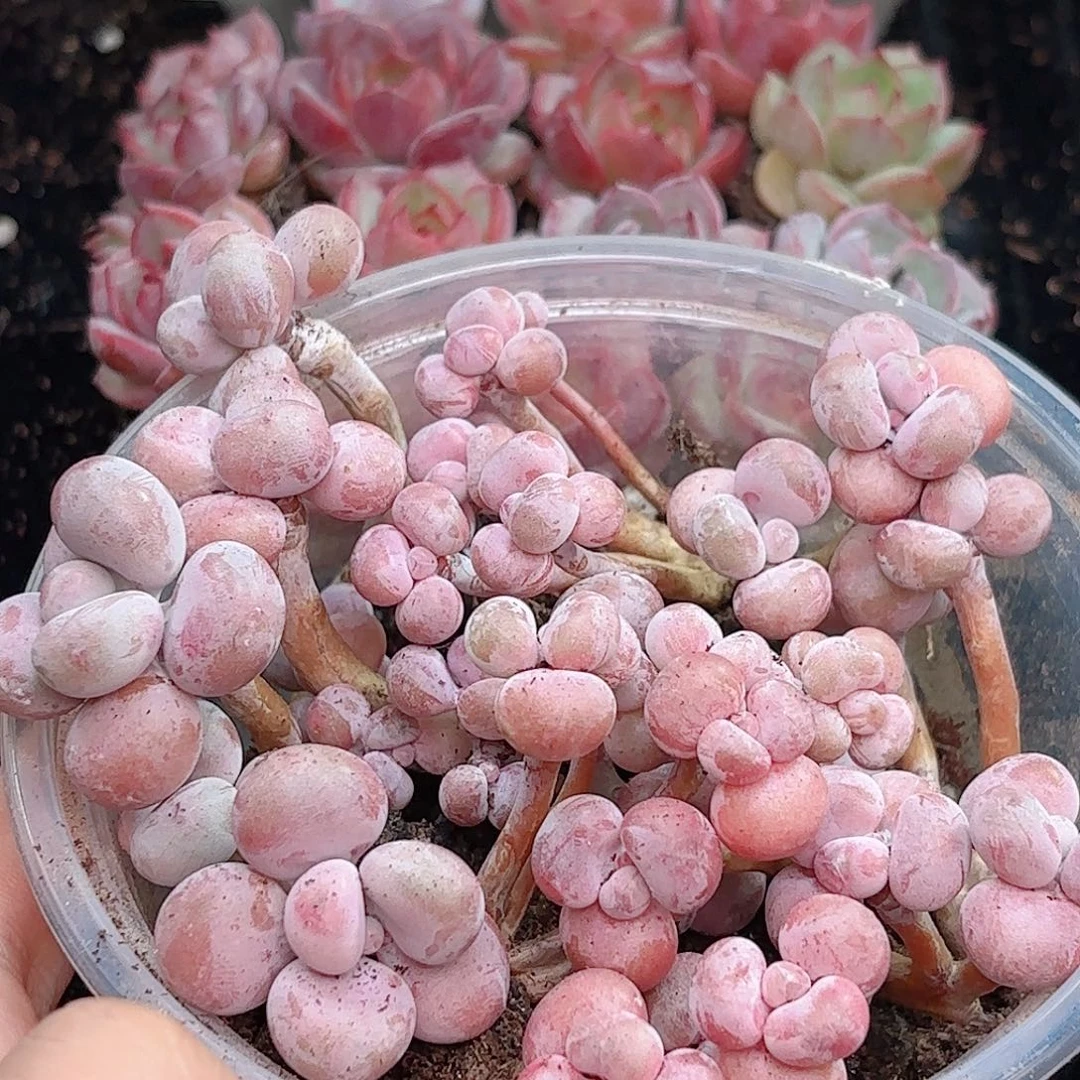 如图品质桃蛋10颗  新疆西藏内蒙不发货