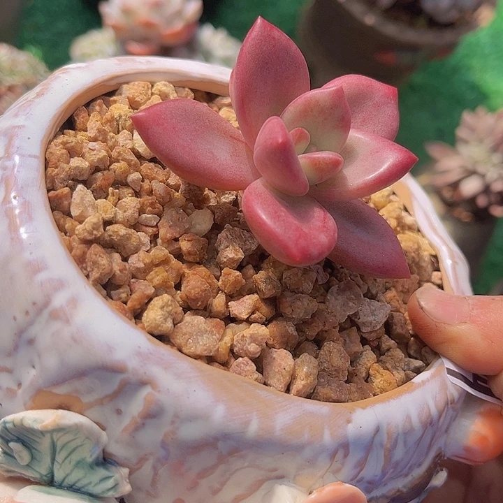 赫菲斯托0267多肉植物